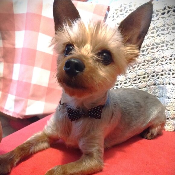 Meet your Posher, Isidore - Picture 3 of 5